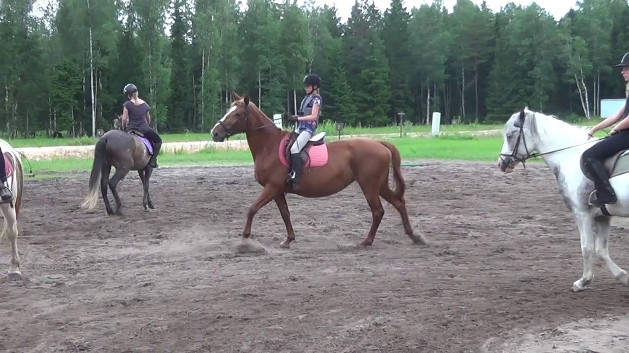2016 06 28 Juras zirgi vakara trenins