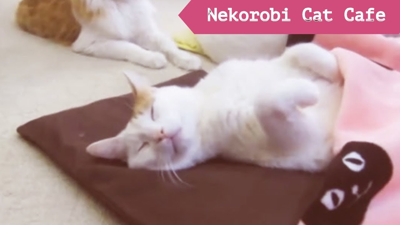 [JAPAN VLOG] Nekorobi: Ikebukuro Cat Café  - 池袋のねころび (猫カフェ)