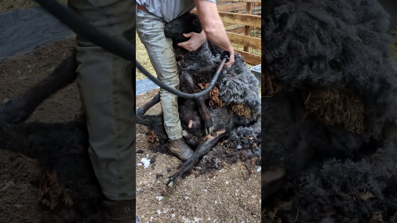 Shearing day, 2026 (Willy)