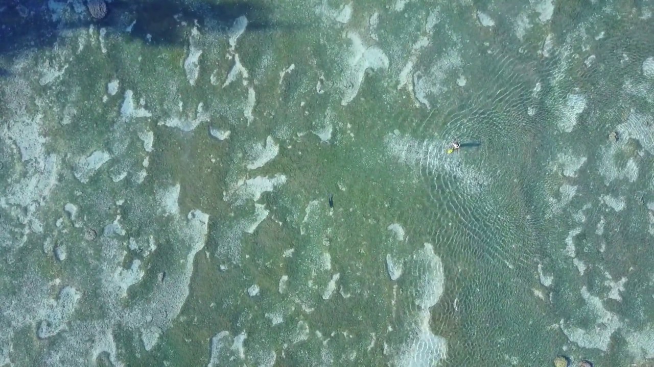 Requin bouledogue face à un nageur dans le lagon à l'île de la réunion