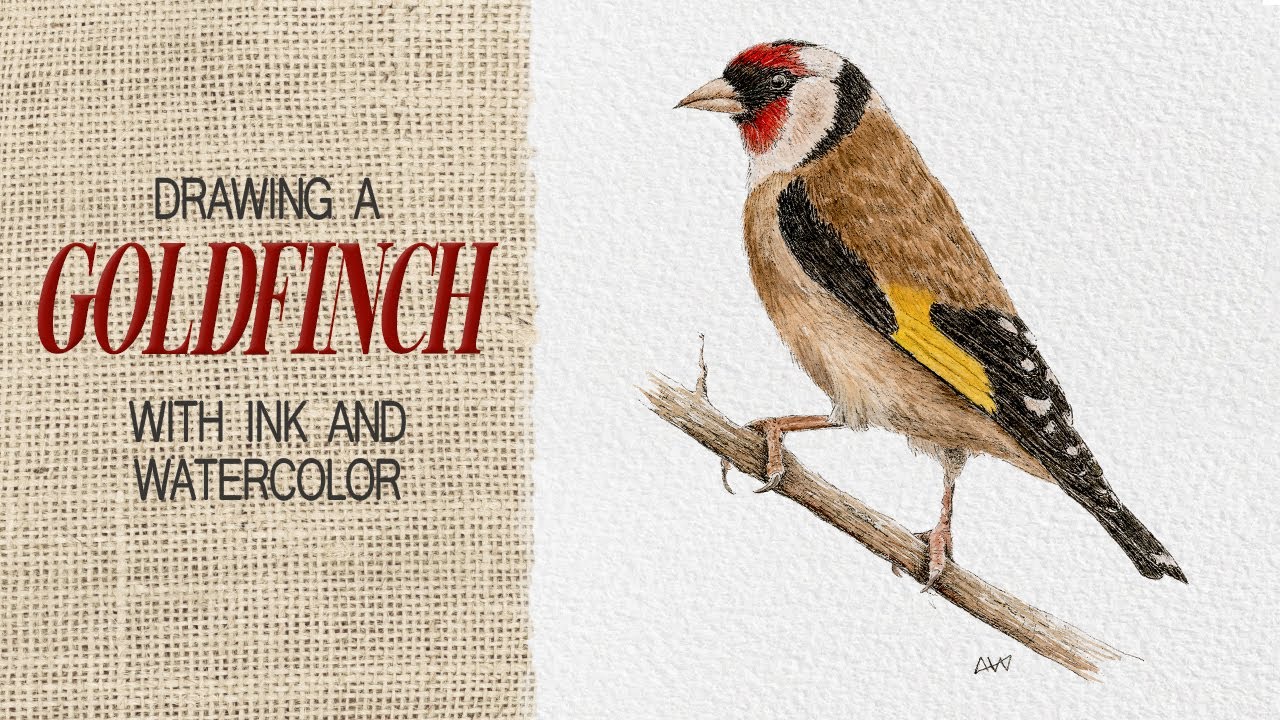 Birds with pen and watercolor - European goldfinch