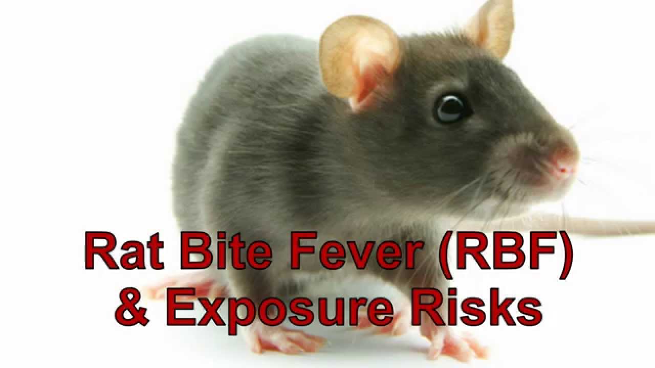 Rat Bite Fever (RBF) & Exposure Risks
