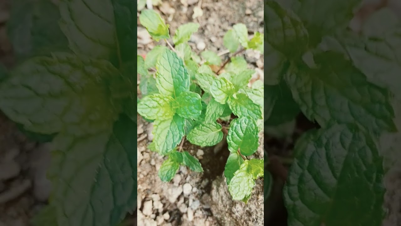 mint leaves benefits #leaves #herbhelp
