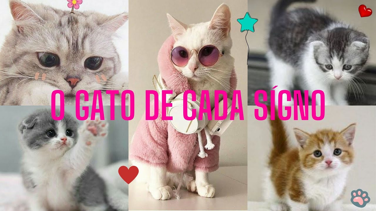 O GATO para cada SIGNO - Área dos signos