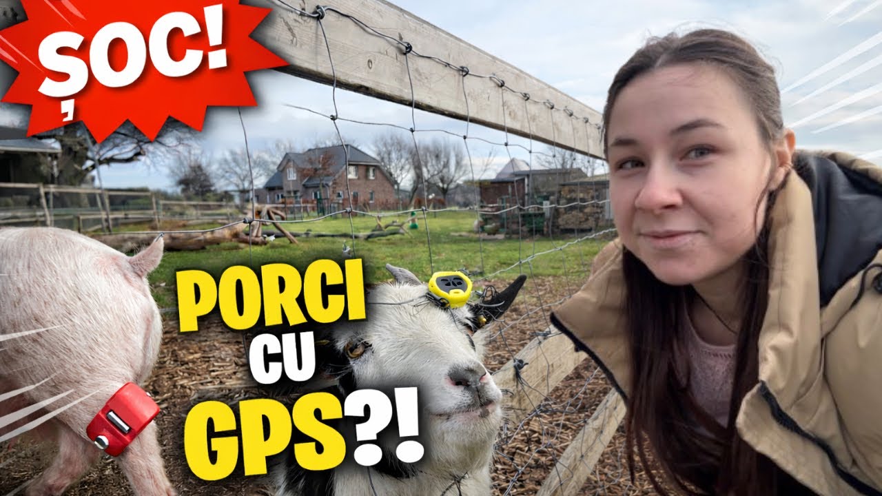 ALTFEL de ferme ! În Germania 🇩🇪 caprele cosesc iarba. VEI RĂMÂNE UIMIT 