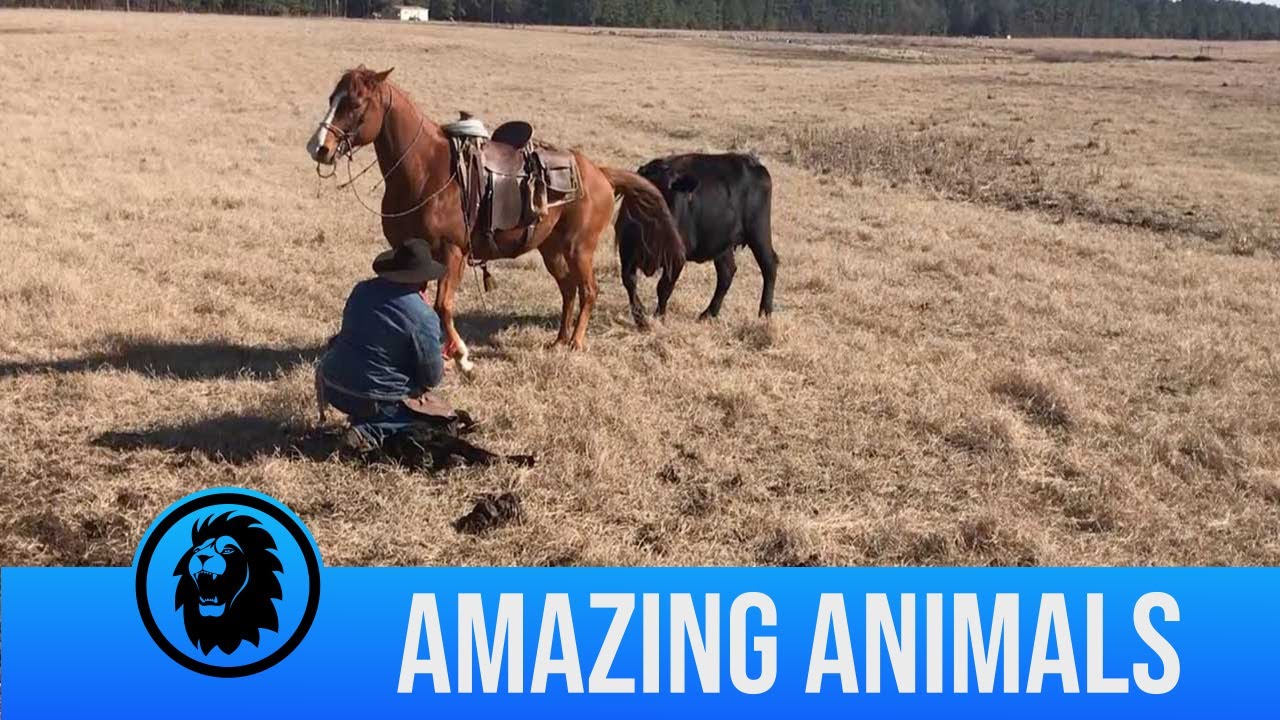 Horse Protects Rancher From Cows As He Tags Calves