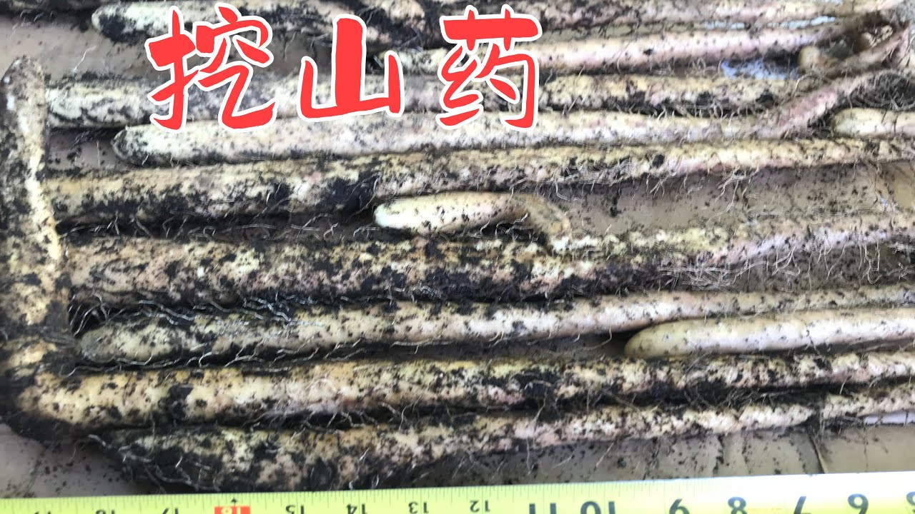 挖山药 # 美国Oregon 后院种植分享 # 日常生活点滴