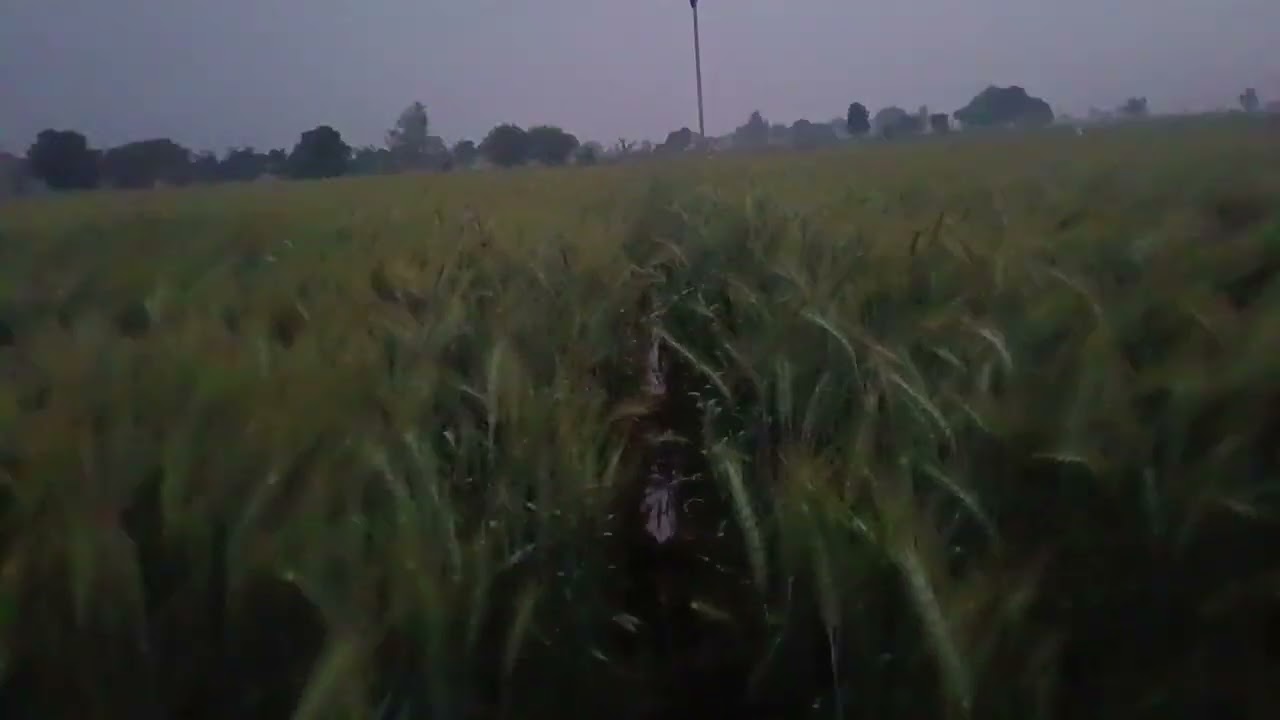 सुबह खेतों की ओर का माहौल 😯कुदरत का कड़ा इम्तिहान 