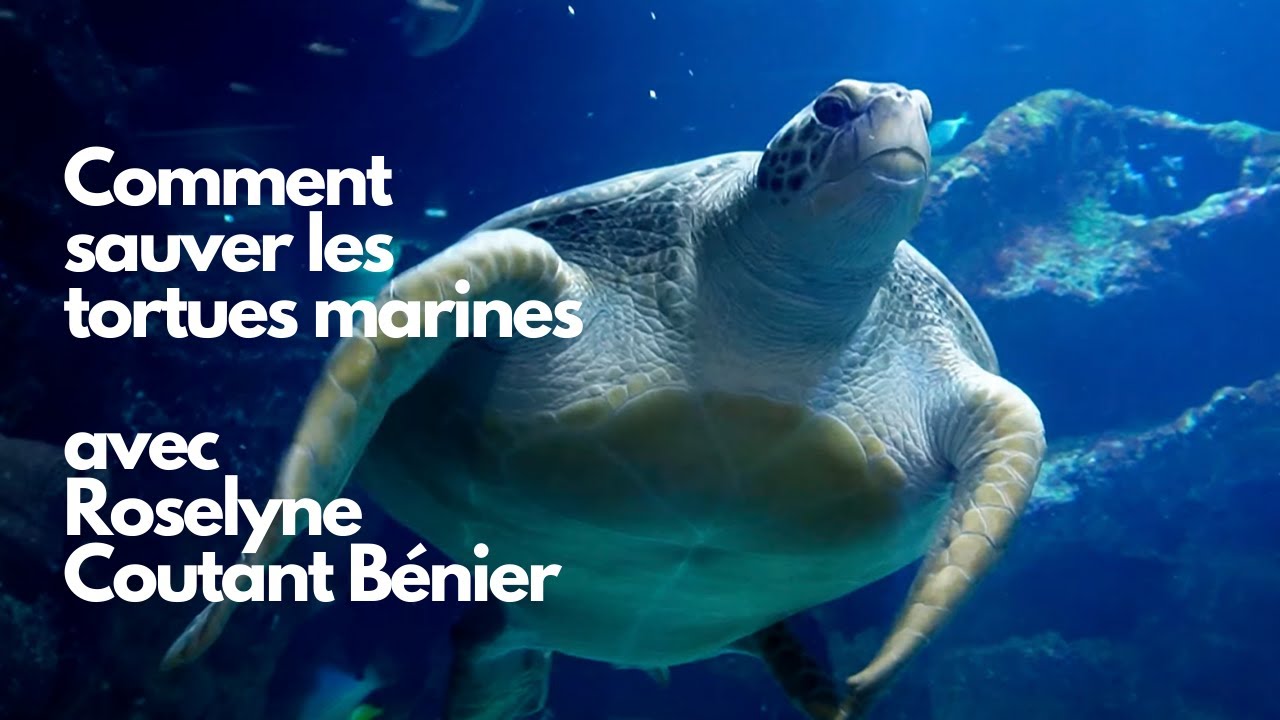 Comment sauver les tortues marines avec Roselyne Coutant Bénier