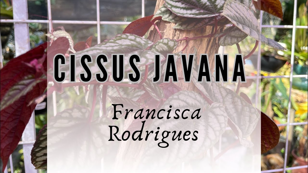 Qual o Melhor jeito de propagar a planta Cissus javana