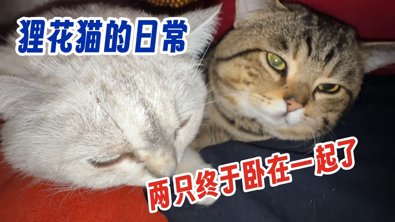 狸花猫的日常~两只终于卧在了一起！佳佳回家后 奶油追着她 太聪明了！
