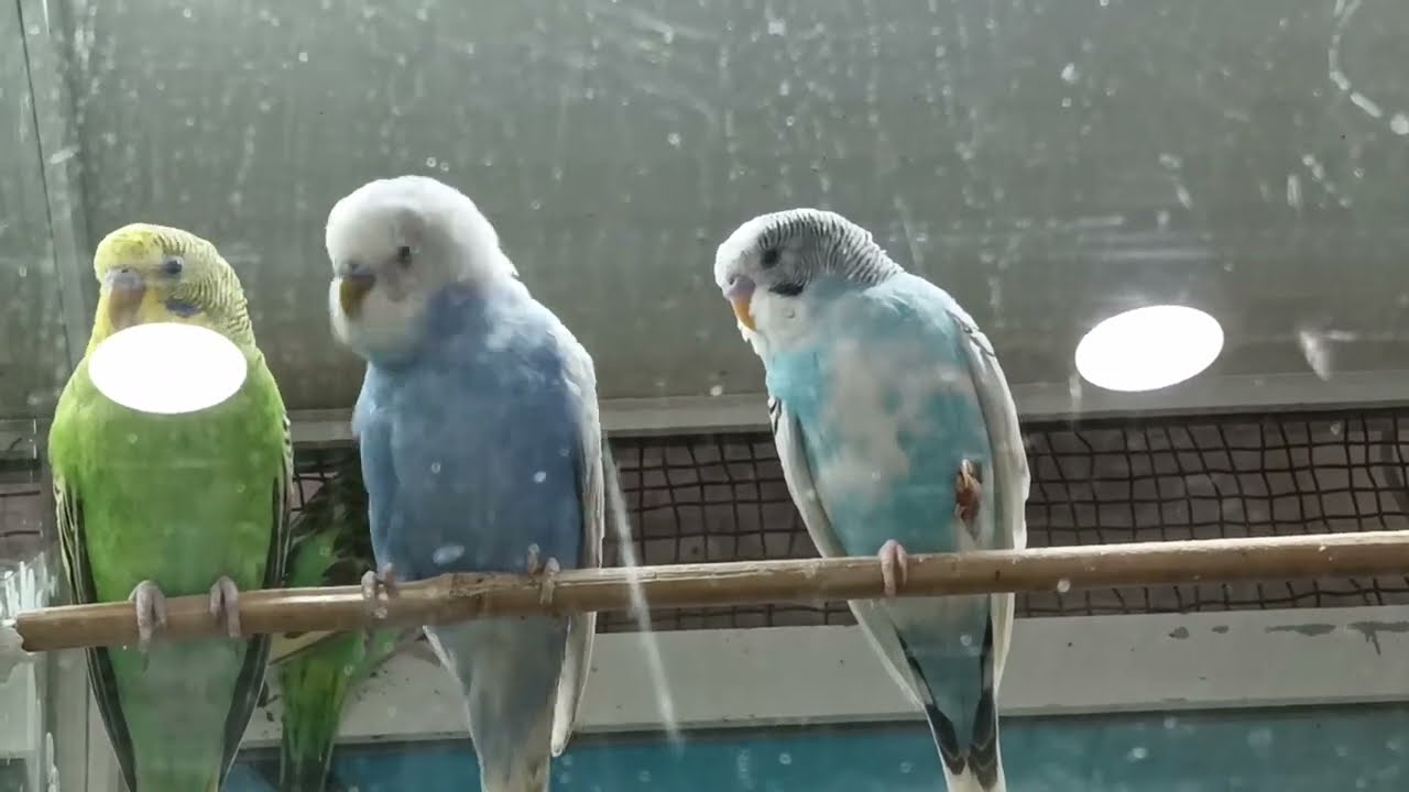 Parrots,marvel, 🦜🦜🦜,🐦🐦попугаи