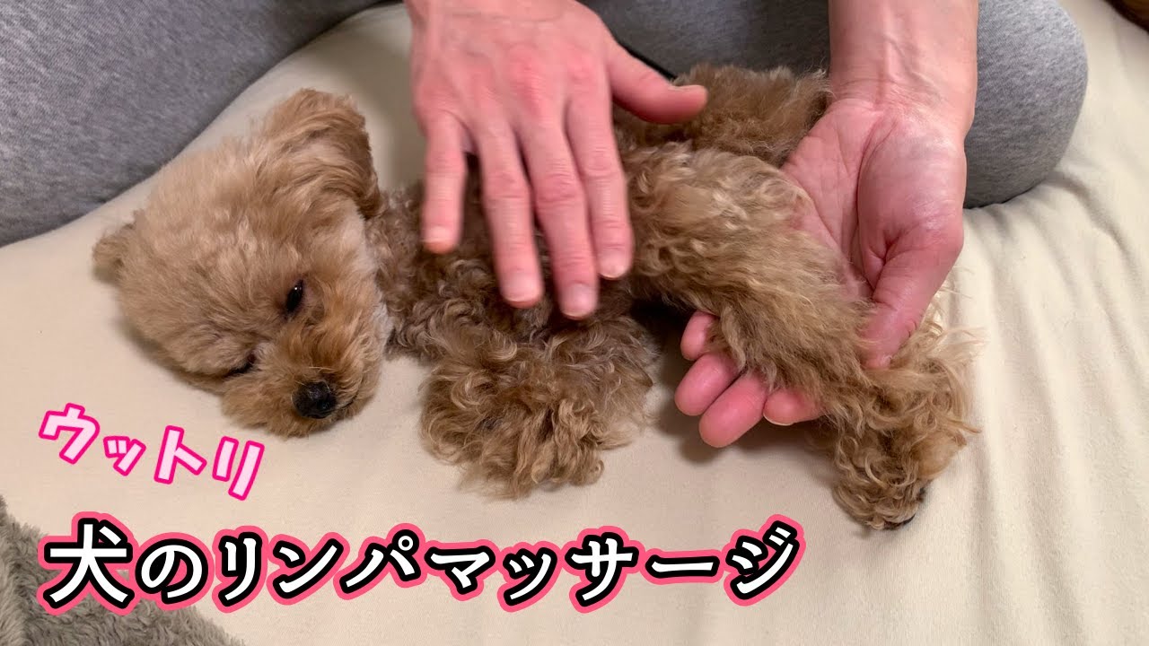 愛犬がウットリしちゃうリンパマッサージをお家でやってみた！【マイクロティーカッププードルのジェラ】