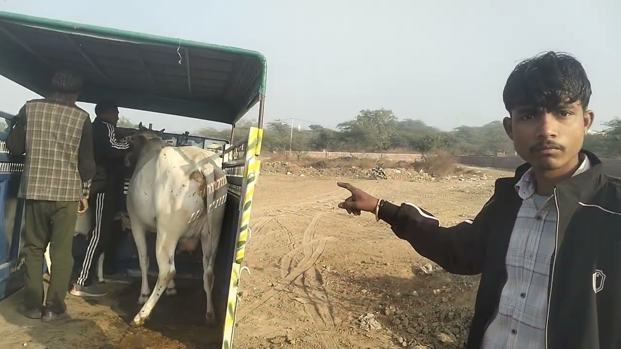 @YogeshSharma-in1wm #🐄🐄गाय और बछड़ा लाया gya or bachada #vlog #trending #videos 