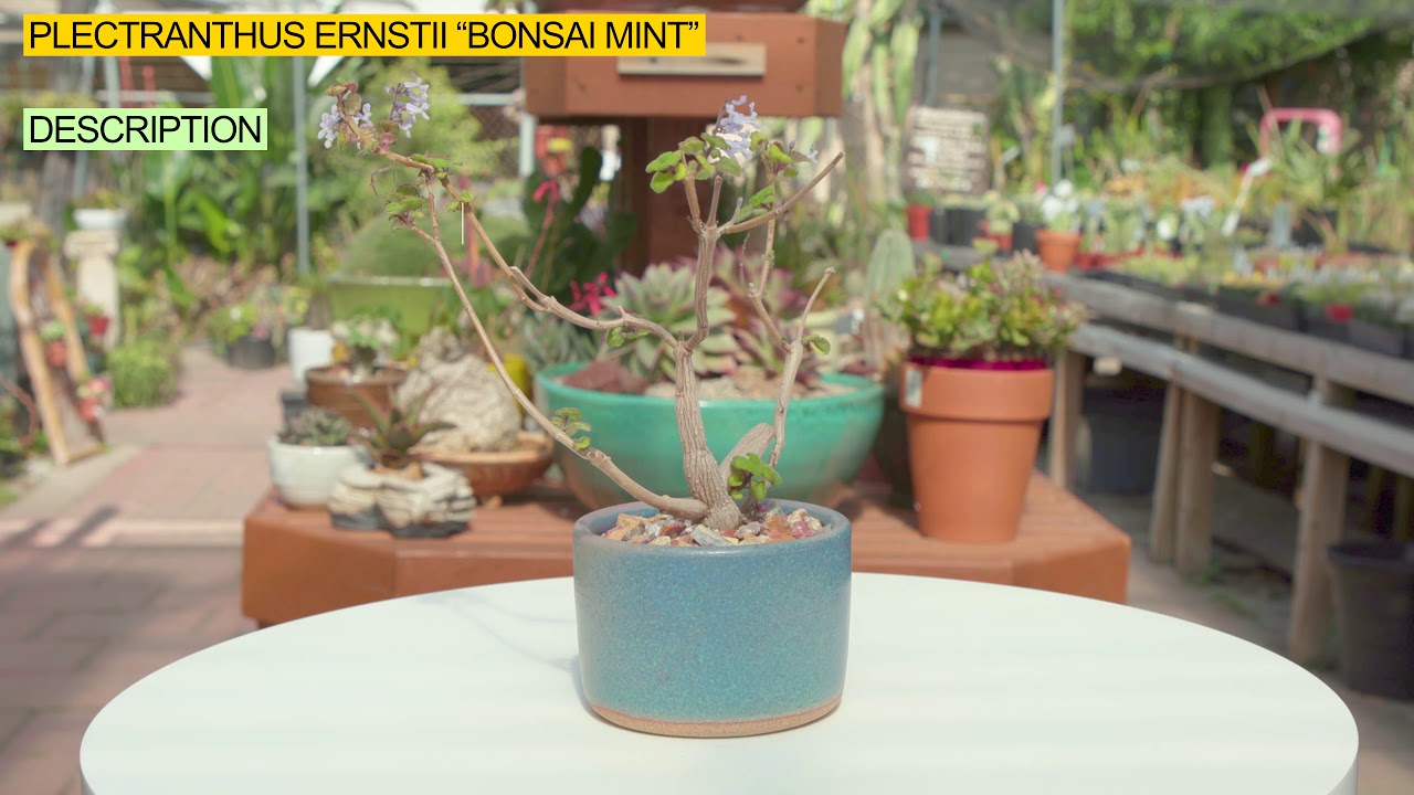 Plectranthus ernstii “Bonsai Mint”