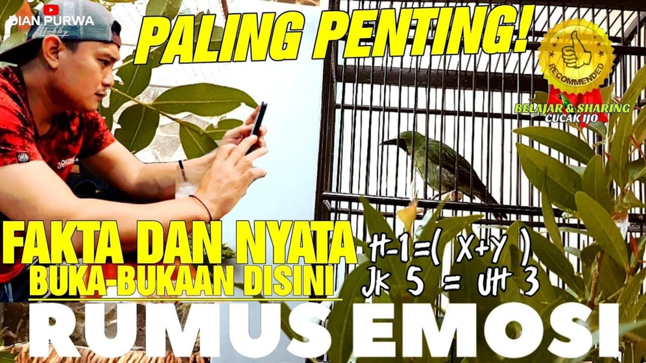 BENTUK EMOSI NYATA❗BUKA-BUKAAN DISINI MENCARI CUCAK IJO EMOSI YG SEBENARNYA🔥 BENTUK RUMUS EMOSI