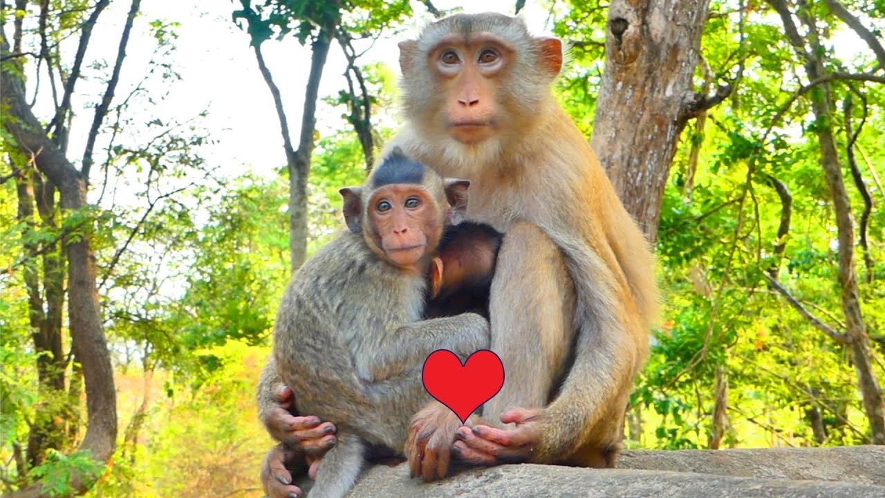 Live:Awesomely ! Very sweetly baby BELLA and Mom STEALA _ Love together 🥰.