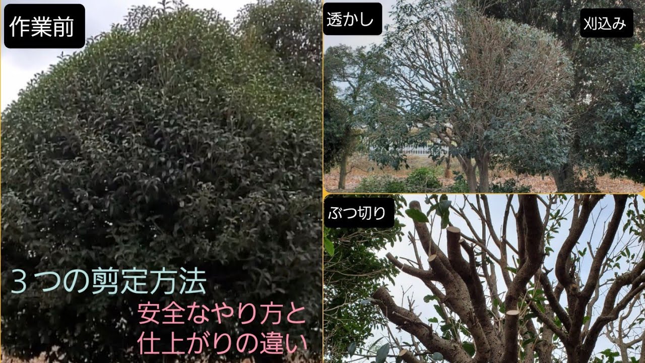 【キンモクセイ】３つの剪定方法の違いと脚立の安全な立て方【仕上がりの例】