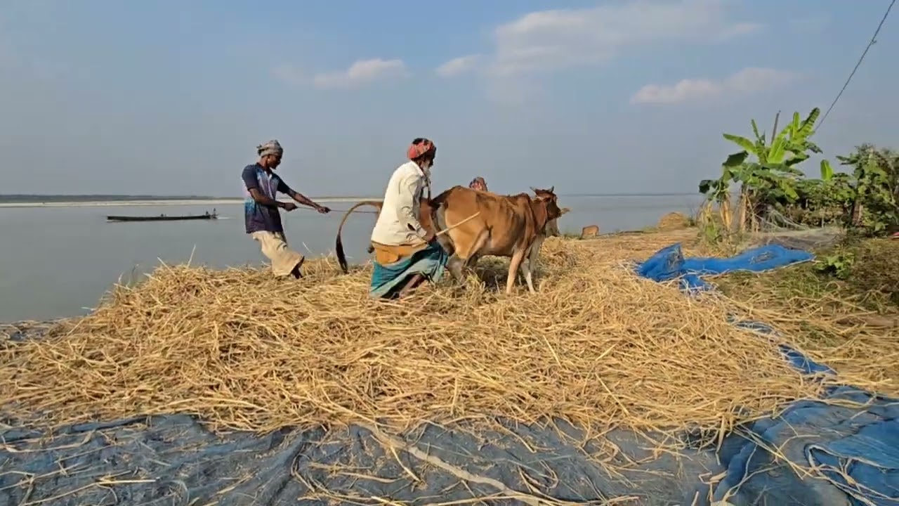 হারিয়ে যাচ্ছে গরু দিয়ে ধান মাড়াই।।