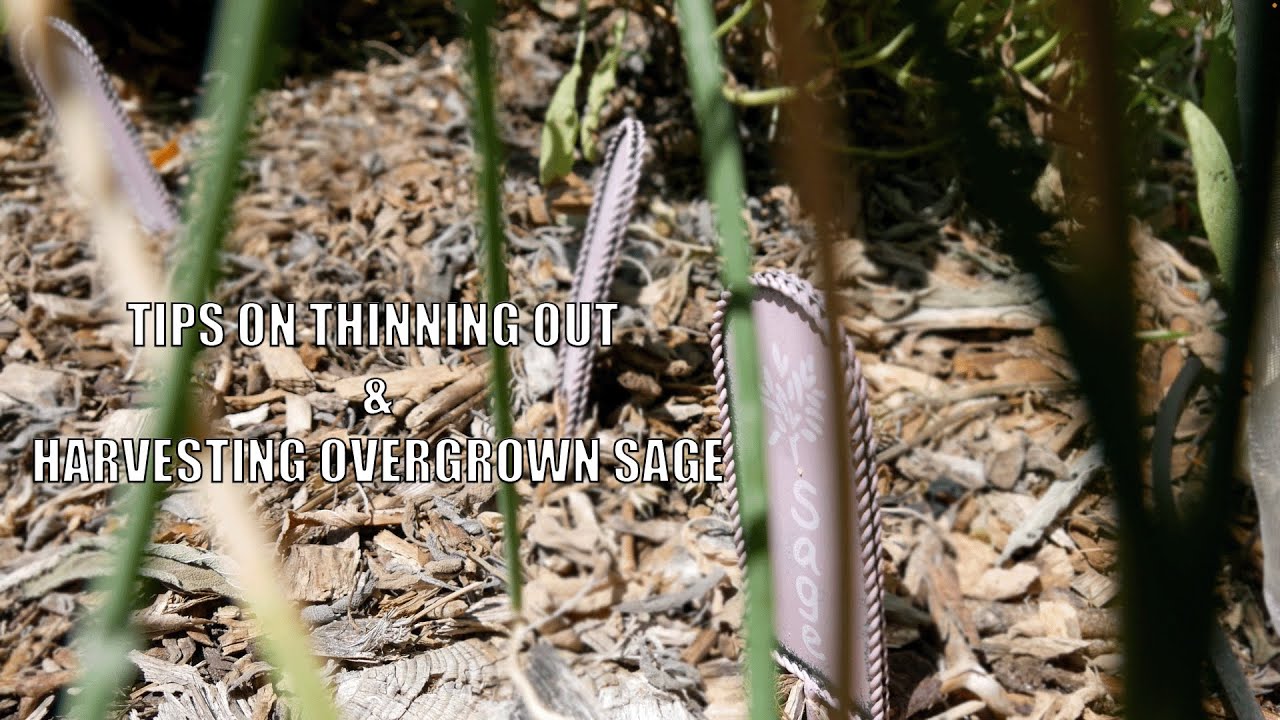 Tips on Thinning Out and Harvesting Overgrown Sage