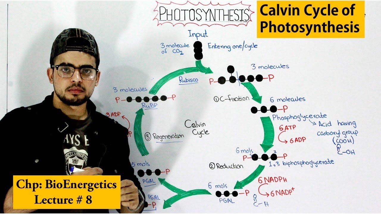 Dark reaction of Photosynthesis | Calvin Cycle |