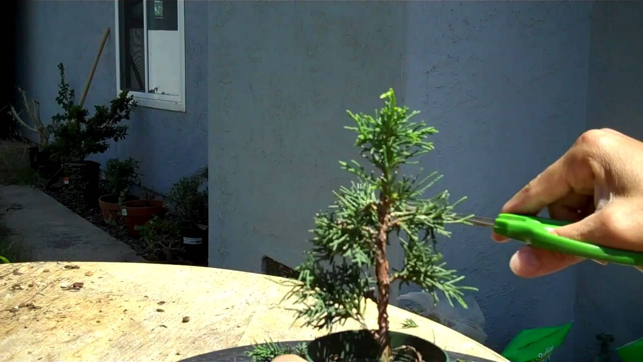 How to create bonsai: Miniature Bonsai Shimpaku Juniper formal upright.mp4