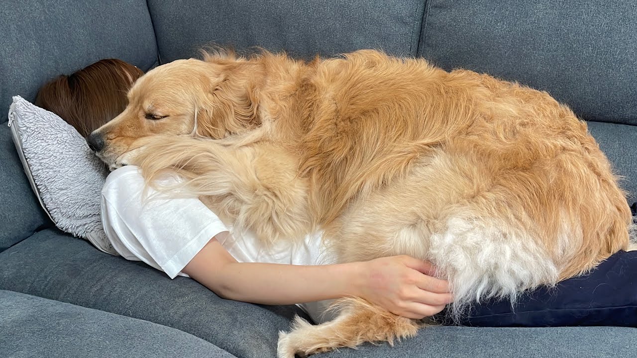 10ヶ月ぶりにママのお腹でお昼寝が出来て幸せそうなゴールデンレトリバーが可愛すぎました...