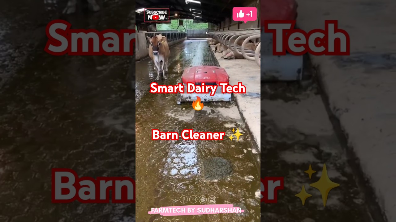 Smart Manure Cleaning Machine | Dairy Farm Innovation 🐄 #farming #shorts