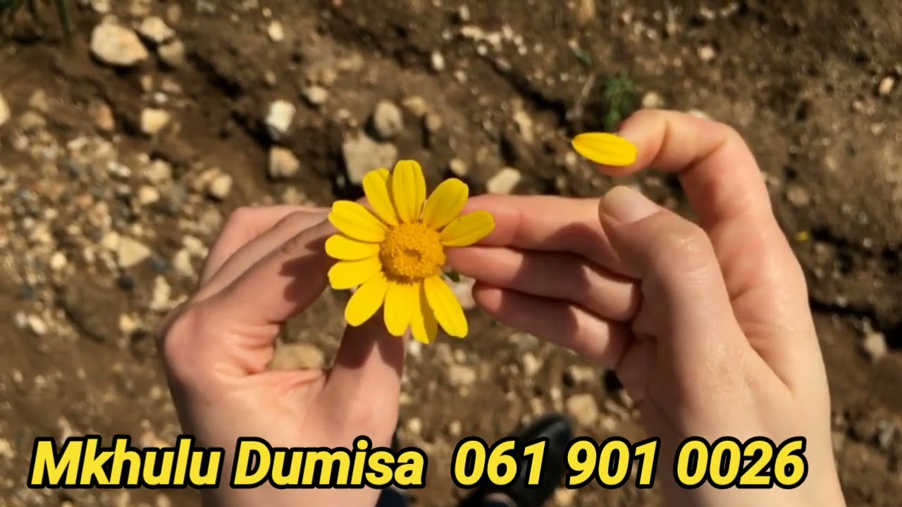 ASIMENZE AKUTHANDE KUDUMBE ISBUMBU KUVUKE INDUKU UMA EKHULUMA NAWE
