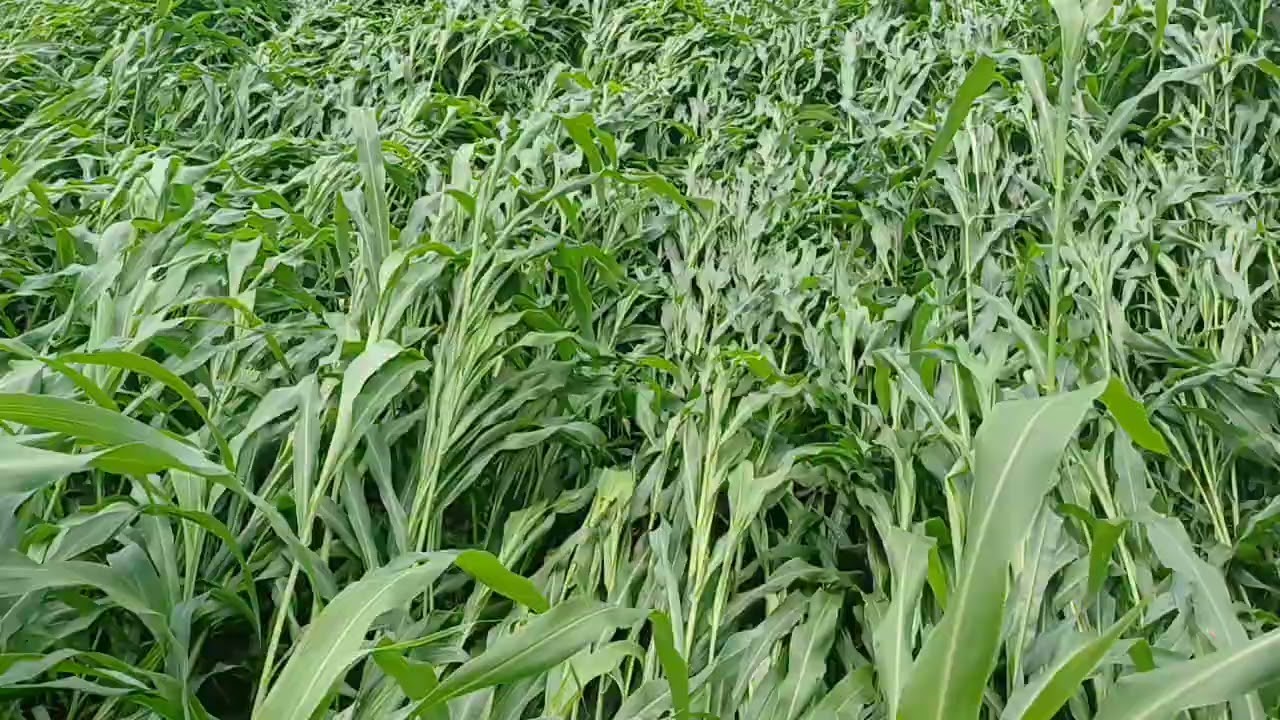 বোনা ঘাস আর লাগানো ঘাসের মধ্যে পার্থক্য 🌱🐄