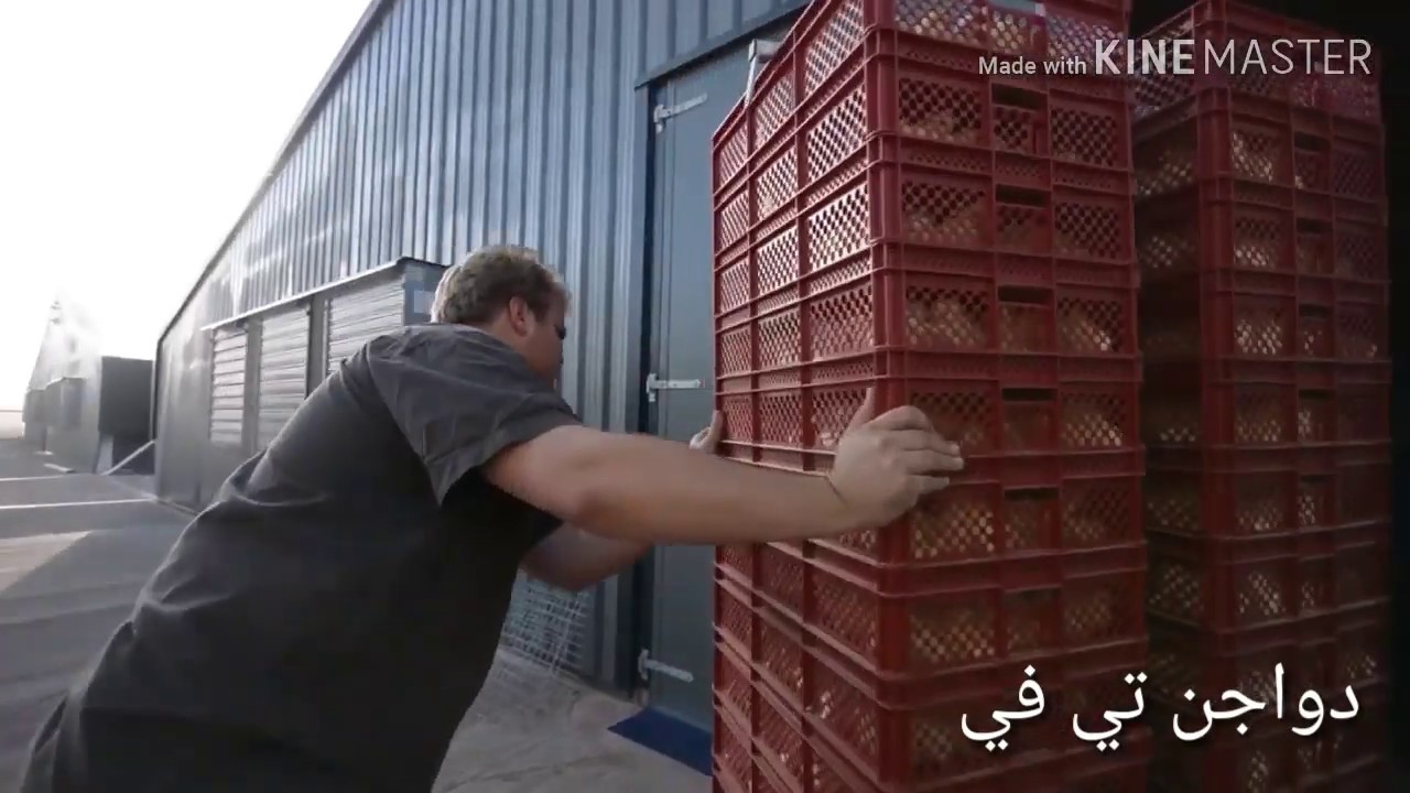 انشاء /مزرعة دواجن /من أ  الي ي /بأحدث التقنيات وباسهل واسرع الطرق