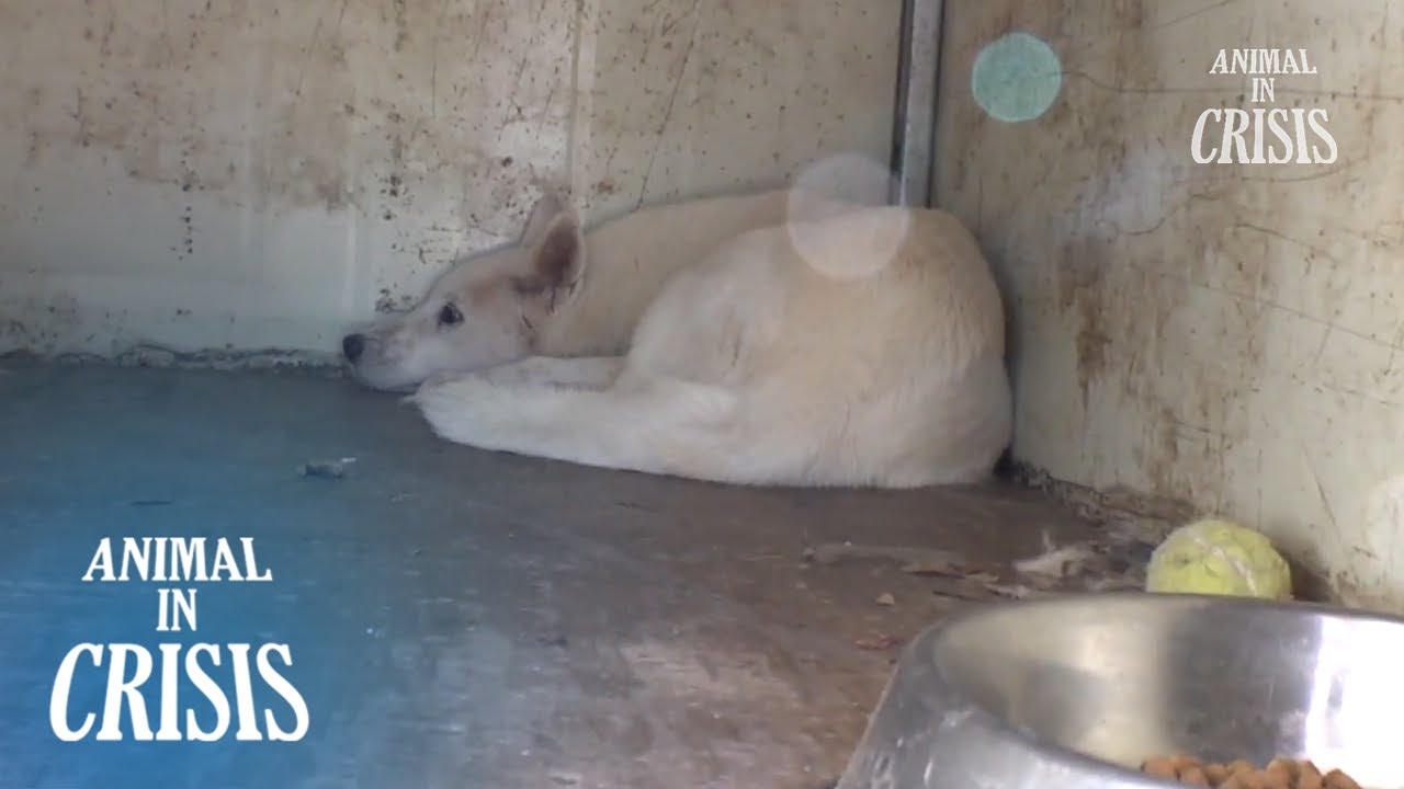 Dog Lost Will To Live After His Mate Passed Away l Animal in Crisis EP 396