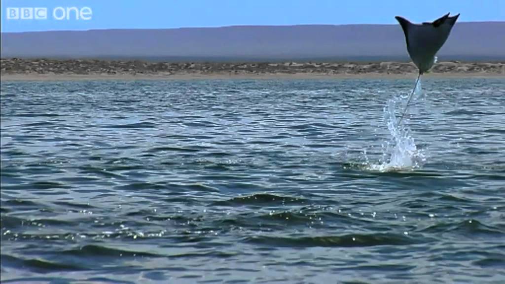 Pelicans and Flying Rays (Narrated by David Tennant) - Earthflight - BBC