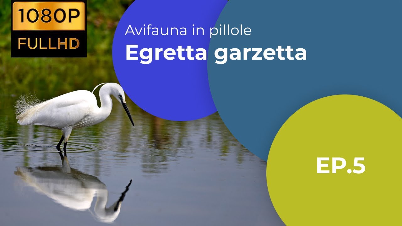 Garzetta - Egretta garzetta - Avifauna in pillole - Ep. n. 5 - Sottotitolato