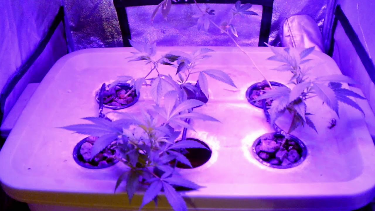 YGROW75W LED WEEK 1