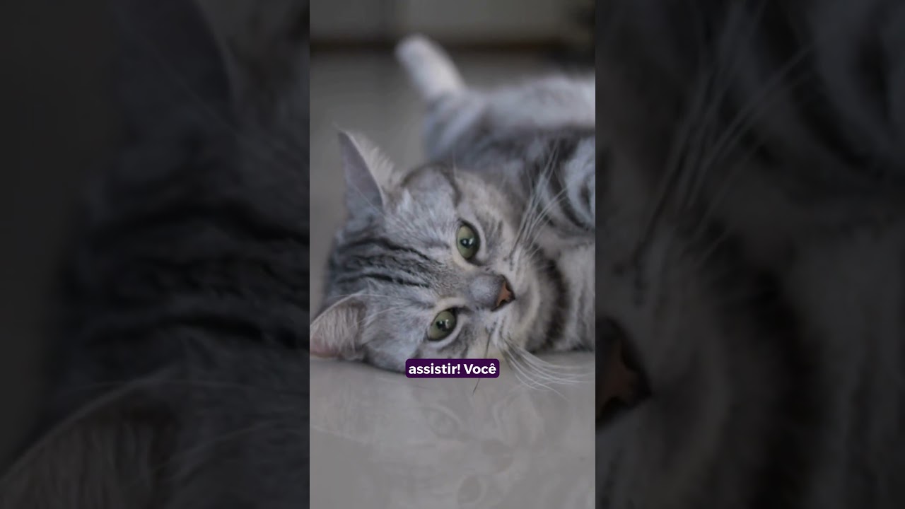 Coisas que Estressam os Gatos – Dicas da Vet: Entenda e Previna 