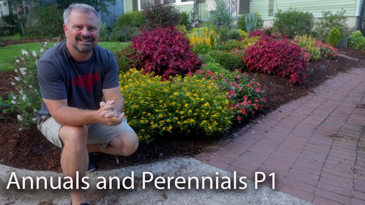 Annual and Perennial Flowers 2020 - P1