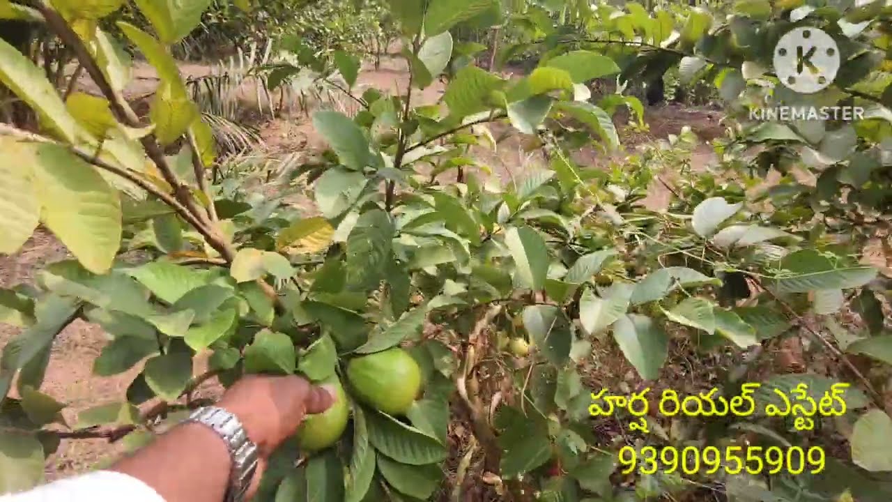 Land for sale# కొబ్బరి #జామ#  నిమ్మ #పామాయిల్ #9390955909#
