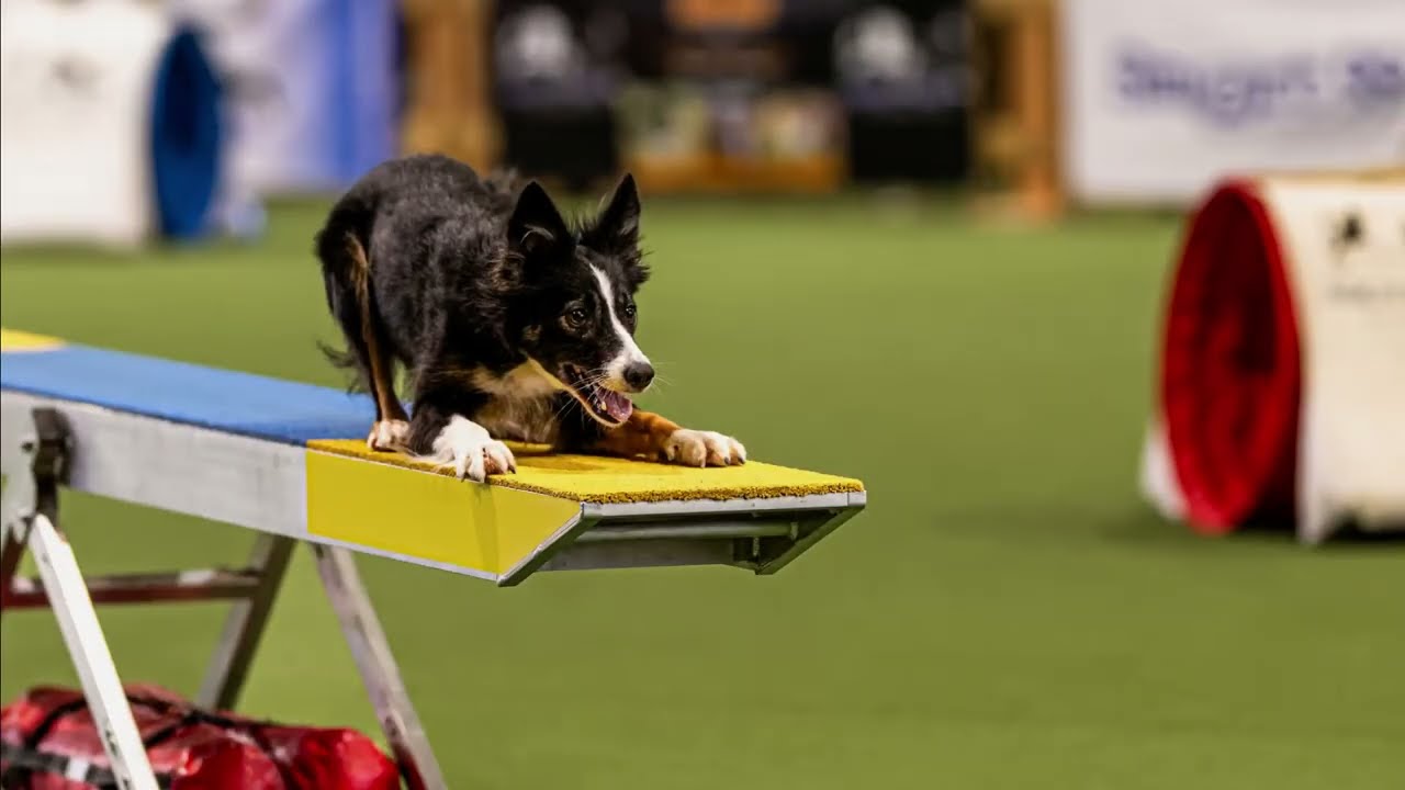 European Pet Pharmacy Cup 2024 – Nadine Alshut & Peak 🌪️ Intermediate 3