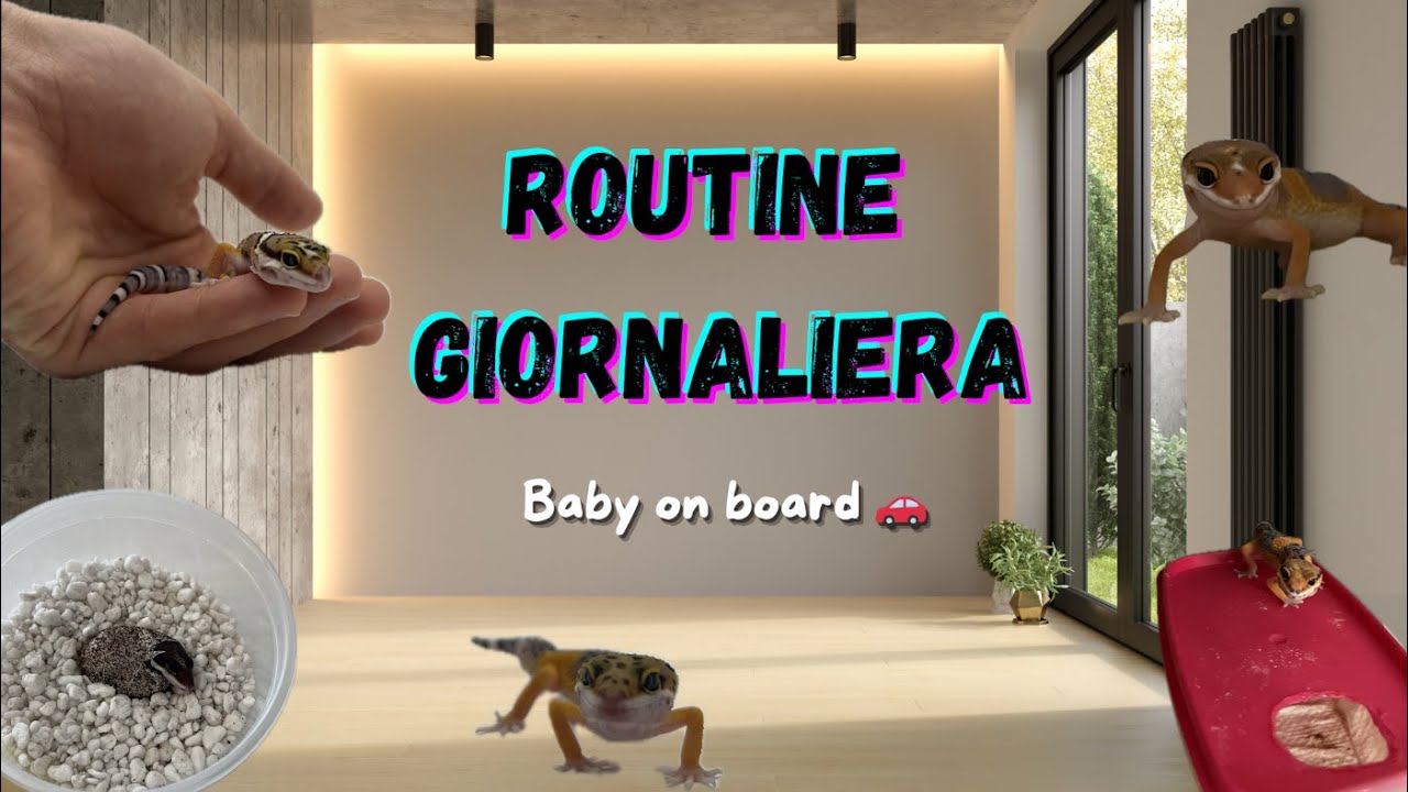 ROUTINE GIORNALIERA CON I NOSTRI PRIMI BABY DI GECO LEOPARDINO