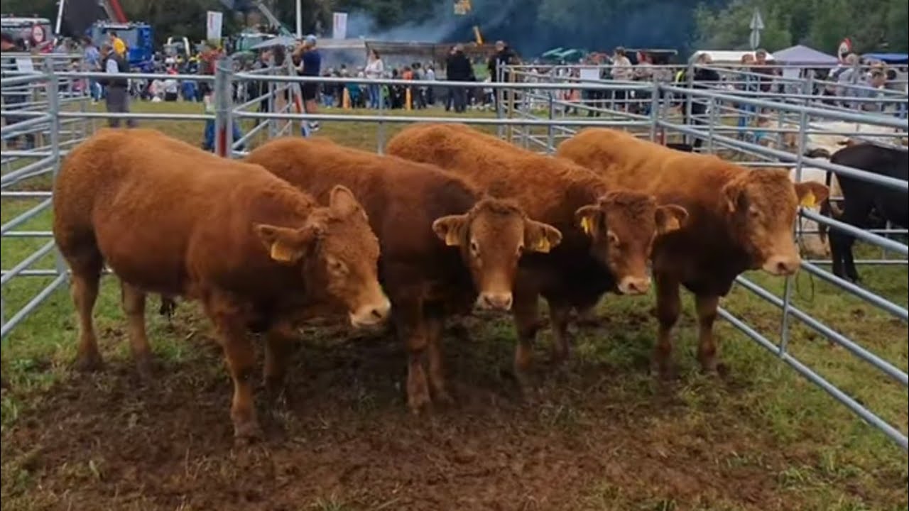 Feria de San Lucas en Hoznayo 19-10-2024