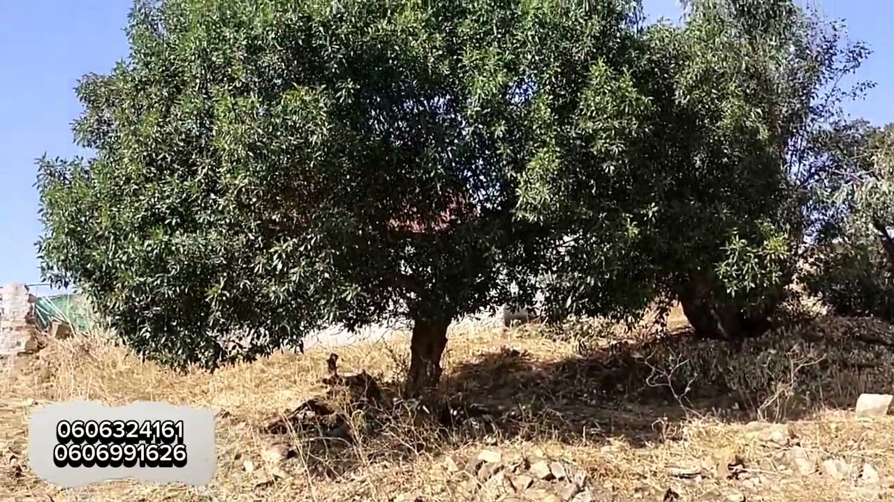 قطعة أرضية و التفاصيل أخرى في فيديو 😊
