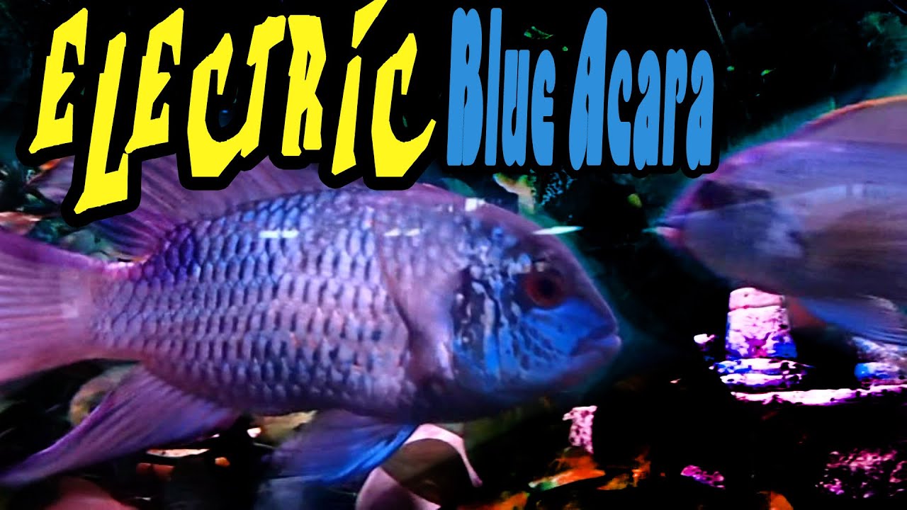 Electric Blue Acara How To: Care Guide Inside to Out