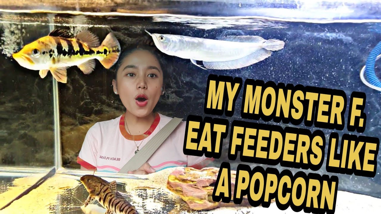 Feeding my Monster Fish Ep2 - Hybrid Catfish, Arowana, Peacock Bass, Oscar and Shovelnose
