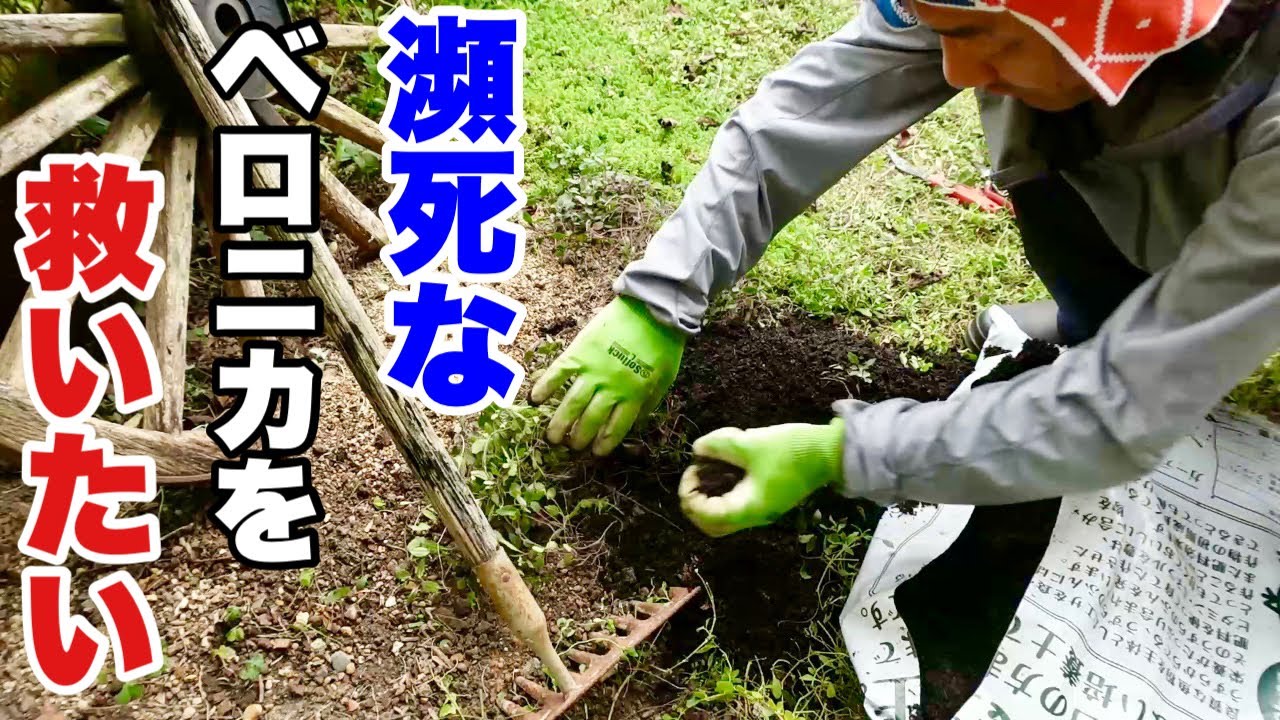 瀕死のベロニカをレイズドベッドに寝かせてあげる　【園芸超人カーメン君】