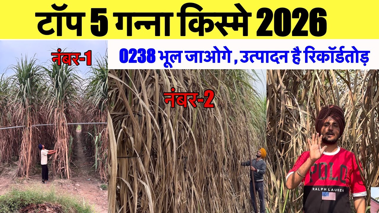 टॉप 5 ताबड़तोड़ उत्पादन वाली गन्ना किस्मे 2026 | 17018,16030,18231,16202, 18022 sugarcane variety