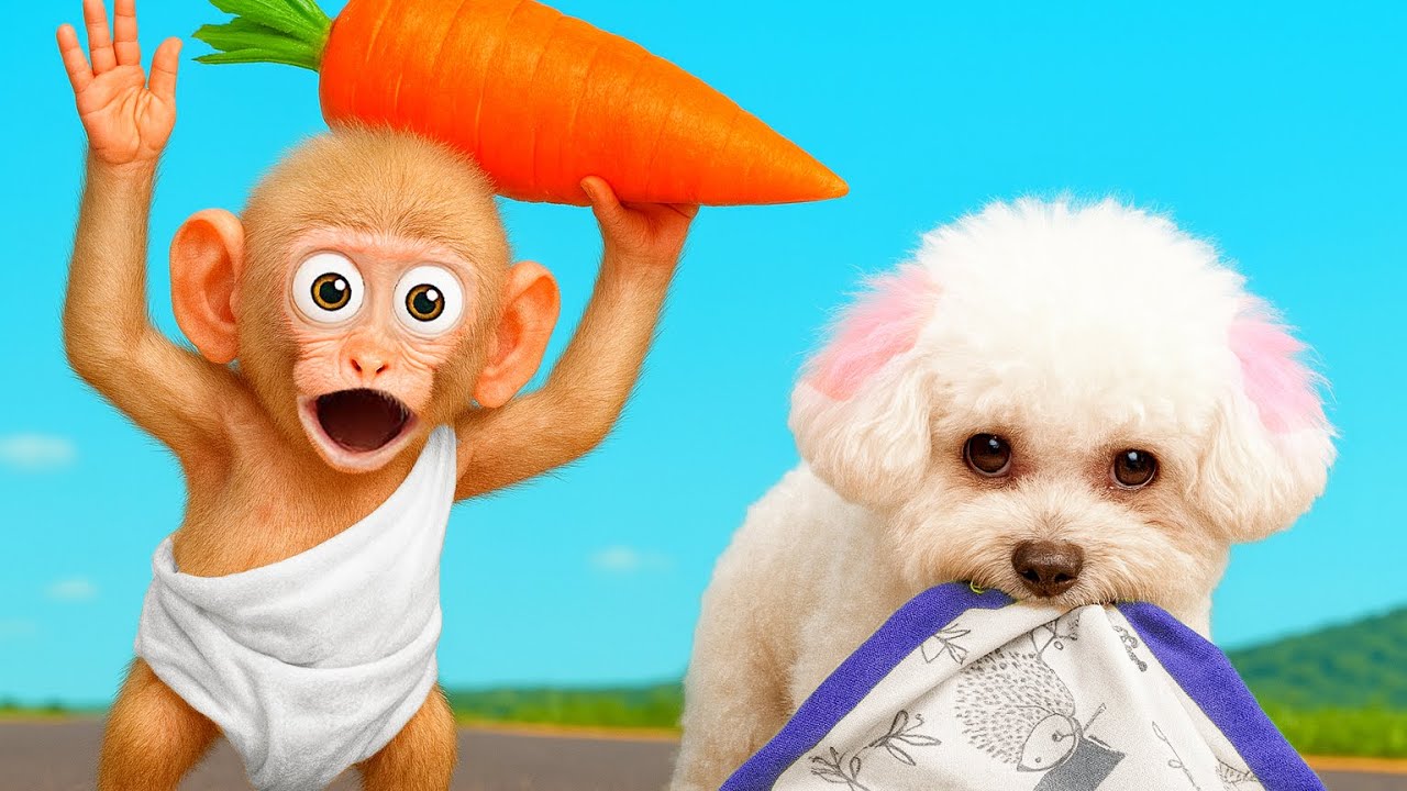 A Day Obi Monkey Fights Dog for His Clothes | ANIMALS LIFE