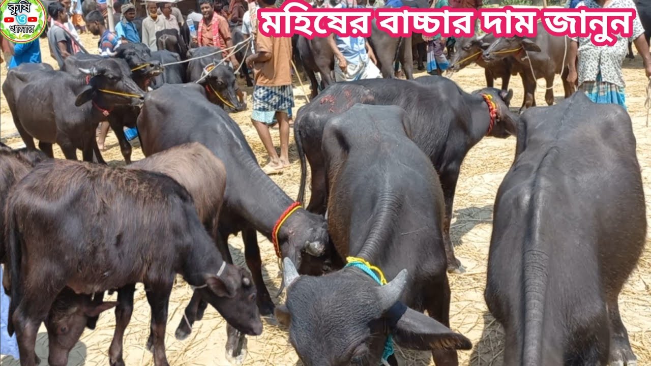 আজ ২১ সেপ্টেম্বর | ঐতিহ্যবাহী কাহারোল হাট থেকে ছোট ছোট মহিষের বাচ্চার দাম জানুন