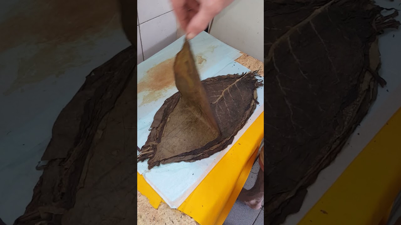 FERMENTING HAVANA TOBACCO, SUPERFAST,20yearold #shots #cigars #hobbies