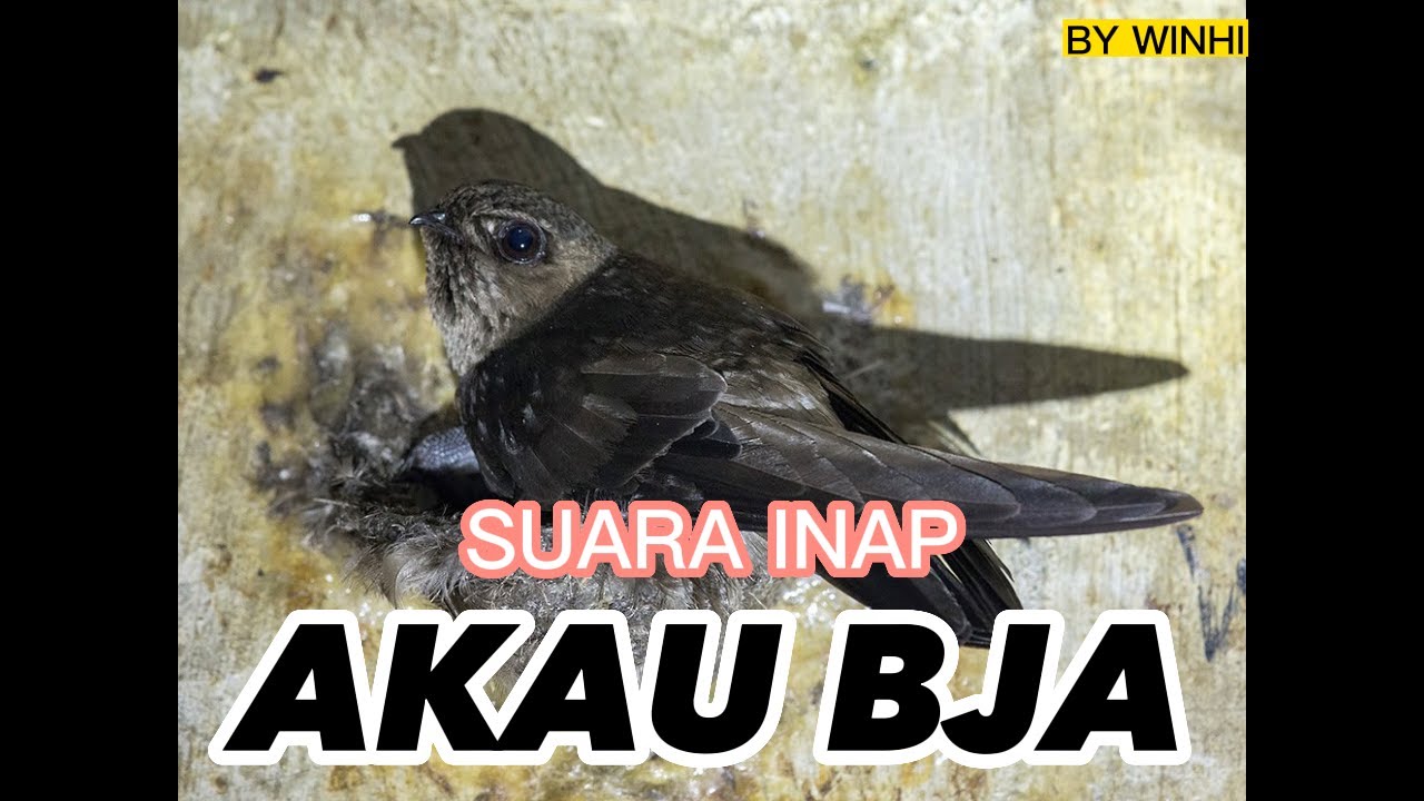 SUARA WALET AKAU BJA BY WINHI SUARA JERNIH BIKIN WALET BETAH || link download di deskripsi